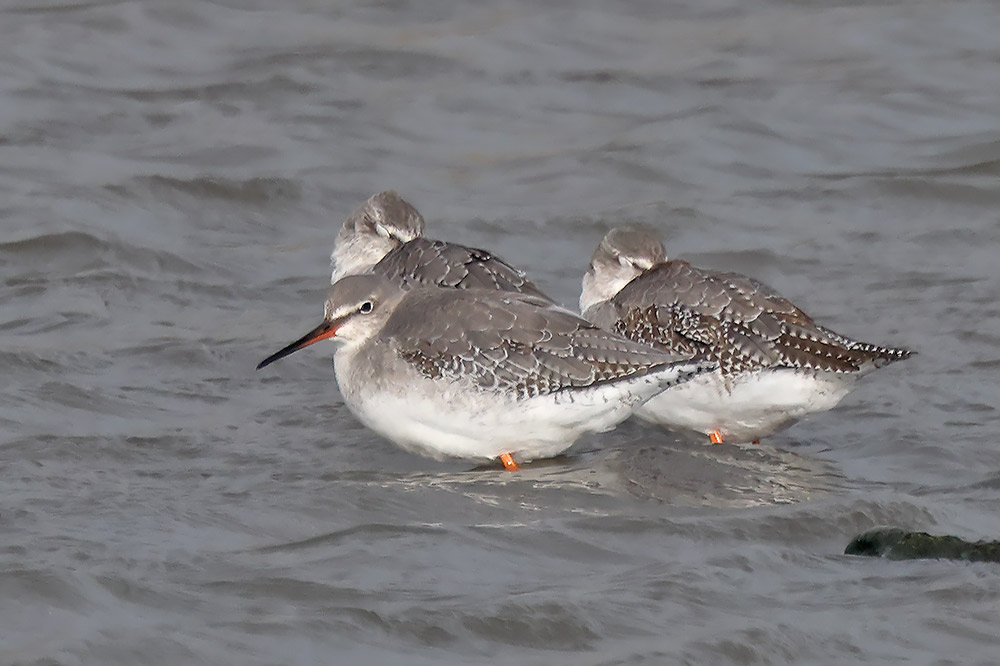 Spotted redshank